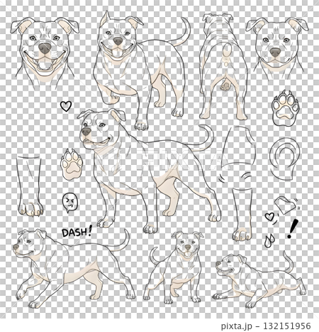 Pit bull terrier dog doodle. Collection in different poses. illustration design. 132151956