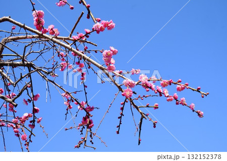 青空に映える八重紅梅　【相模原市津久井　3月】 132152378