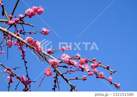 春の陽射しを浴びる八重紅梅　【相模原市津久井　3月】 132152380