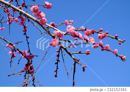 春を告げる枝垂れ八重紅梅　【相模原市津久井　3月】 132152381