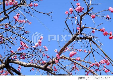 青空に春の日差しを浴びる枝垂れ八重紅梅 【相模原市津久井 3月】 青空に春の日差しを浴びる枝垂れ八重紅梅 【相模原市津久井 3月】 132152387