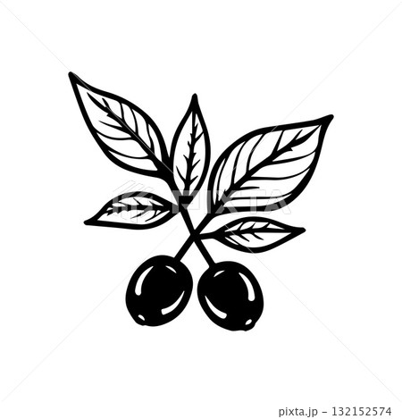 Hand-Drawn Botanical Coffee Plant Outline for Premium Branding Hand-Drawn Botanical Coffee Plant Outline for Premium Branding 132152574