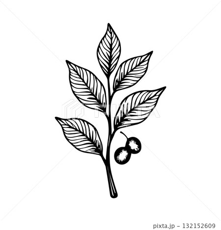 Tribal Coffee Plant Logo with Decorative Bold Patterns Tribal Coffee Plant Logo with Decorative Bold Patterns 132152609
