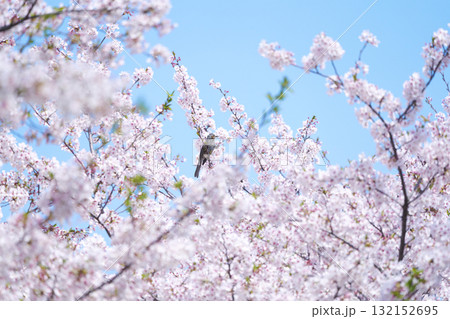 ヒヨドリのいる満開の桜の風景 132152695