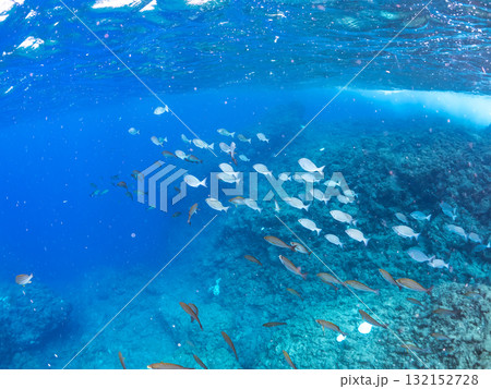 イサキ、メジナ他の群れ。静岡県伊豆半島南伊豆町中木ヒリゾ浜-2025年 132152728