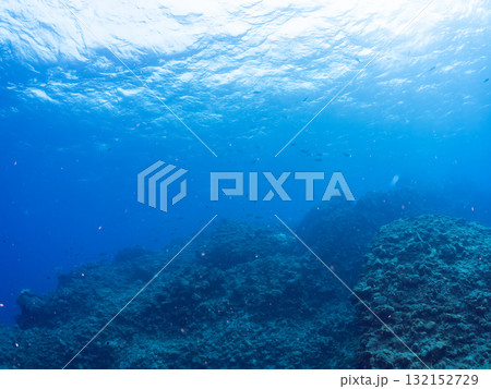イサキ、メジナ他の群れ。静岡県伊豆半島南伊豆町中木ヒリゾ浜-2025年 イサキ、メジナ他の群れ。静岡県伊豆半島南伊豆町中木ヒリゾ浜-2025年 132152729