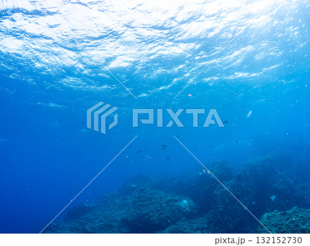 イサキ、メジナ他の群れ。静岡県伊豆半島南伊豆町中木ヒリゾ浜-2025年 イサキ、メジナ他の群れ。静岡県伊豆半島南伊豆町中木ヒリゾ浜-2025年 132152730