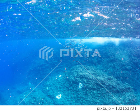 イサキ、メジナ他の群れ。静岡県伊豆半島南伊豆町中木ヒリゾ浜-2025年 イサキ、メジナ他の群れ。静岡県伊豆半島南伊豆町中木ヒリゾ浜-2025年 132152731