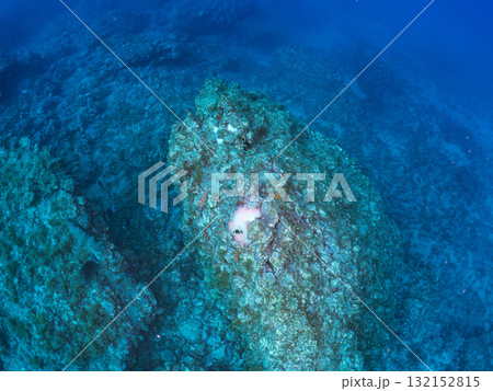 白化したイソギンチャク群生とクマノミの家族とミツボシクロスズメダイygの群れ他。南伊豆町中木ヒリゾ浜 白化したイソギンチャク群生とクマノミの家族とミツボシクロスズメダイygの群れ他。南伊豆町中木ヒリゾ浜 132152815
