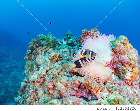 白化したイソギンチャク群生とクマノミの家族とミツボシクロスズメダイygの群れ他。南伊豆町中木ヒリゾ浜 132152826