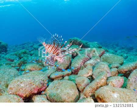 ハナミノカサゴ他。静岡県伊豆半島南伊豆町中木ヒリゾ浜-2025年 132152881