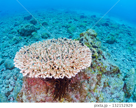 白化したサンゴとセダカギンポ、フタスジリュウキュウスズメダイの幼魚他の群れ。ヒリゾ浜中木南伊豆町伊豆 132152929