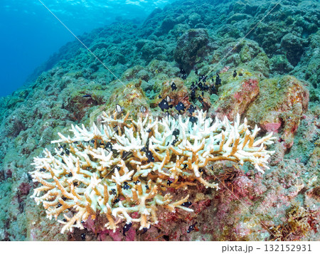 白化したサンゴとセダカギンポ、フタスジリュウキュウスズメダイの幼魚他の群れ。ヒリゾ浜中木南伊豆町伊豆 132152931