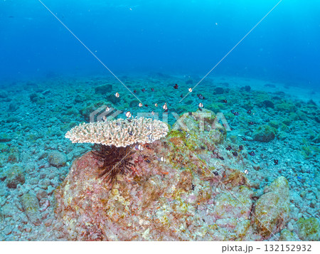 白化したサンゴとセダカギンポ、フタスジリュウキュウスズメダイの幼魚他の群れ。ヒリゾ浜中木南伊豆町伊豆 132152932