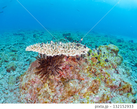 白化したサンゴとセダカギンポ、フタスジリュウキュウスズメダイの幼魚他の群れ。ヒリゾ浜中木南伊豆町伊豆 132152933