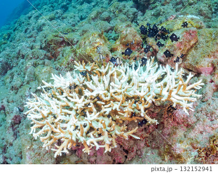 白化したサンゴとセダカギンポ、フタスジリュウキュウスズメダイの幼魚他の群れ。ヒリゾ浜中木南伊豆町伊豆 132152941