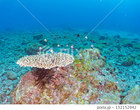白化したサンゴとセダカギンポ、フタスジリュウキュウスズメダイの幼魚他の群れ。ヒリゾ浜中木南伊豆町伊豆 白化したサンゴとセダカギンポ、フタスジリュウキュウスズメダイの幼魚他の群れ。ヒリゾ浜中木南伊豆町伊豆 132152942