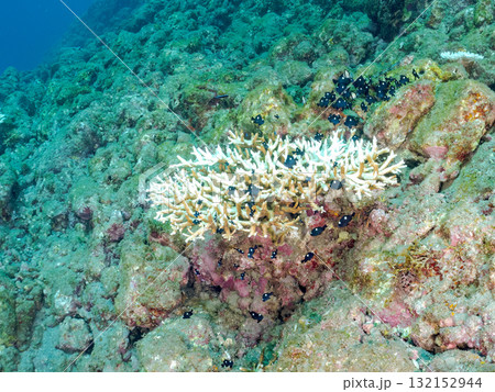 白化したサンゴとセダカギンポ、フタスジリュウキュウスズメダイの幼魚他の群れ。ヒリゾ浜中木南伊豆町伊豆 白化したサンゴとセダカギンポ、フタスジリュウキュウスズメダイの幼魚他の群れ。ヒリゾ浜中木南伊豆町伊豆 132152944