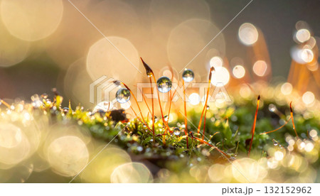 朝露に濡れた苔 朝露に濡れた苔 132152962