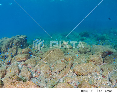 ソラスズメダイ他の群れ。静岡県伊豆半島南伊豆町中木ヒリゾ浜-2025年 132152981