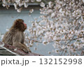 花見をするニホンザル 132152998