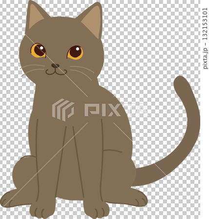 charming gray cat. a calm domestic pet sitting. pet sitting pose charming gray cat. a calm domestic pet sitting. pet sitting pose 132153101