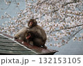 桜と毛づくろいするサル 132153105