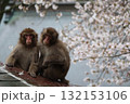 花見をするニホンザル 132153106