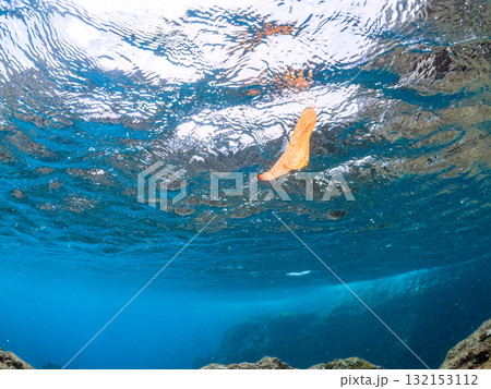 ナンヨウツバメウオ幼魚の半水面撮影。静岡県伊豆半島南伊豆町中木ヒリゾ浜-2025年 132153112