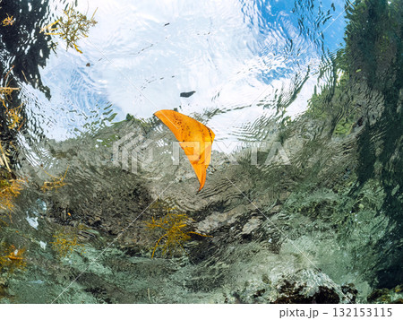 ナンヨウツバメウオ幼魚の半水面撮影。静岡県伊豆半島南伊豆町中木ヒリゾ浜-2025年 132153115