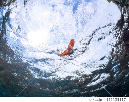 ナンヨウツバメウオ幼魚の半水面撮影。静岡県伊豆半島南伊豆町中木ヒリゾ浜-2025年 132153117