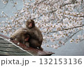 花見をするニホンザル 132153136