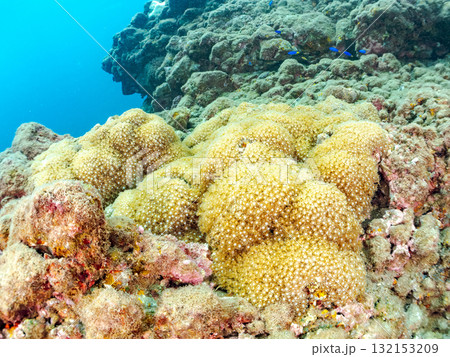ニホンアワサンゴ群生他。静岡県伊豆半島南伊豆町中木ヒリゾ浜-2025年 132153209