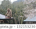 春のニホンザル 132153230