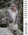 お行儀のよいニホンザル 132153231