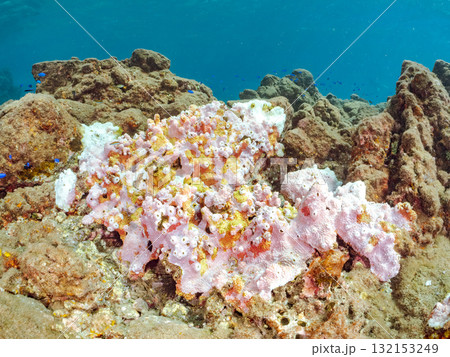白化したサンゴとフウライチョウチョウウオ幼魚、ソラスズメダイ他群れ。伊豆半島南伊豆町中木ヒリゾ浜 132153249