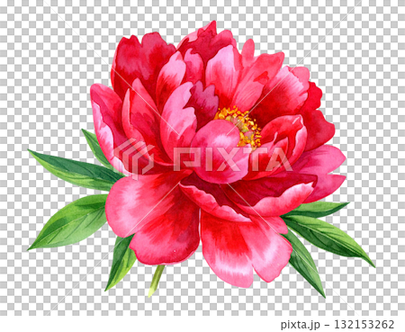 紅牡丹水彩插圖 紅牡丹水彩插圖 132153262