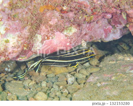 ヒレグロコショウダイ幼魚他。静岡県伊豆半島南伊豆町中木ヒリゾ浜-2025年 132153280