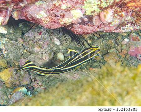 ヒレグロコショウダイ幼魚他。静岡県伊豆半島南伊豆町中木ヒリゾ浜-2025年 ヒレグロコショウダイ幼魚他。静岡県伊豆半島南伊豆町中木ヒリゾ浜-2025年 132153283