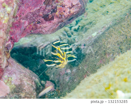 ヒレグロコショウダイ幼魚他。静岡県伊豆半島南伊豆町中木ヒリゾ浜-2025年 132153285