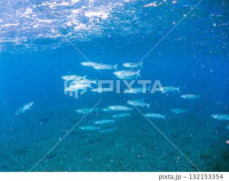 ボラの群れ。静岡県伊豆半島南伊豆町中木ヒリゾ浜-2025年 132153354