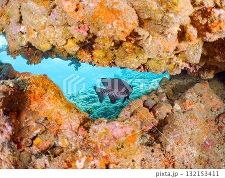 洞窟のイシガキダイ他。静岡県伊豆半島南伊豆町中木ヒリゾ浜-2025年 132153411
