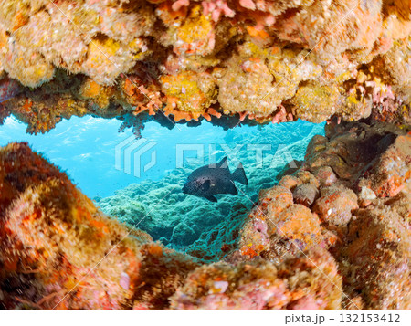 洞窟のイシガキダイ他。静岡県伊豆半島南伊豆町中木ヒリゾ浜-2025年 132153412