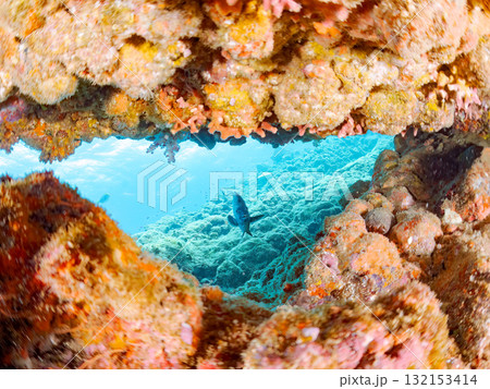 洞窟のイシガキダイ他。静岡県伊豆半島南伊豆町中木ヒリゾ浜-2025年 132153414