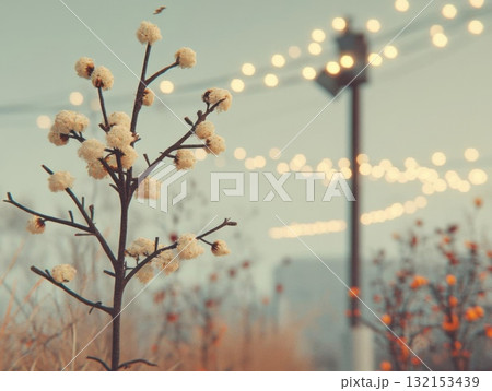 A close up of a flowering plant with decorative lights in the background. Concept of nature and ambiance. 132153439