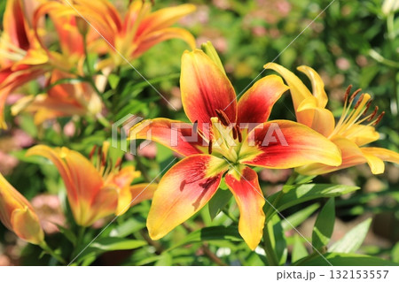 庭園に咲く百合の花 132153557