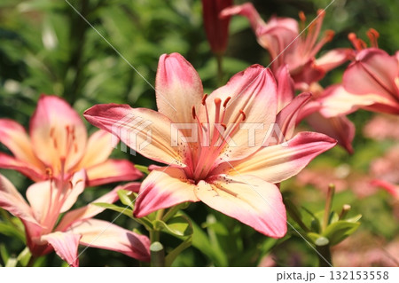 庭園に咲く百合の花 132153558