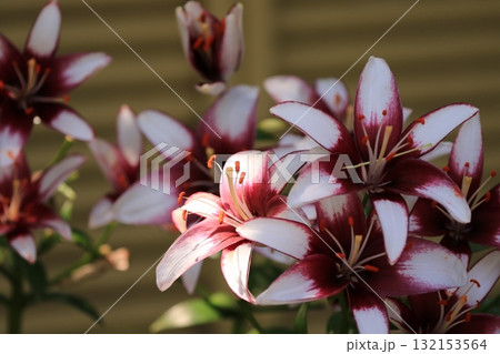 庭園に咲く百合の花 132153564