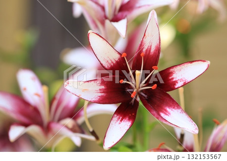 庭園に咲く百合の花 132153567