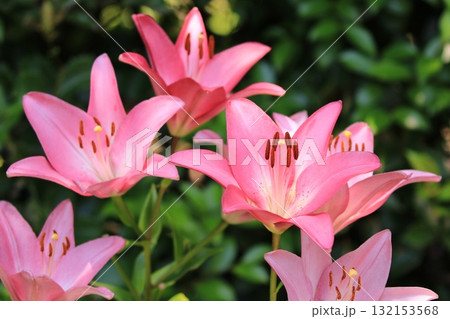 庭園に咲く百合の花 132153568